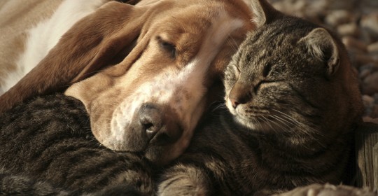Is It Possible to Have Joint Custody of a Pet?